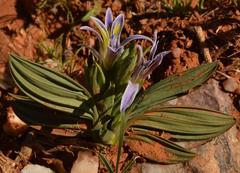 Babiana horizontalis