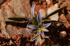 Babiana horizontalis