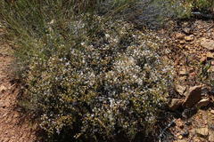 Agathosma spinescens