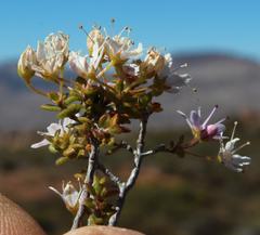 Agathosma spinescens
