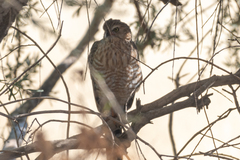 Micronisus gabar gabar