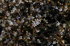 Agathosma spinescens