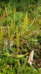 Lycopodium lagopus