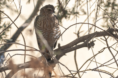 Micronisus gabar gabar