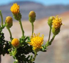 Pteronia cederbergensis