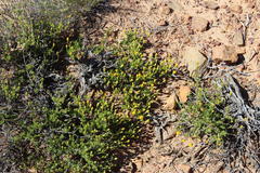 Pteronia cederbergensis