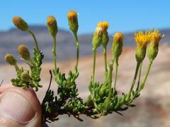 Pteronia cederbergensis