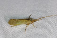 Limnephilus flavicornis