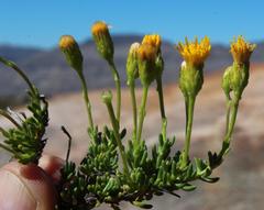 Pteronia cederbergensis