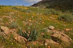 Chlorophytum namaquense