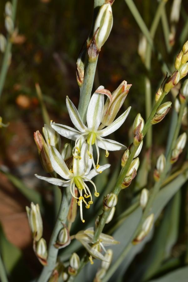 Namaqua Green Lily