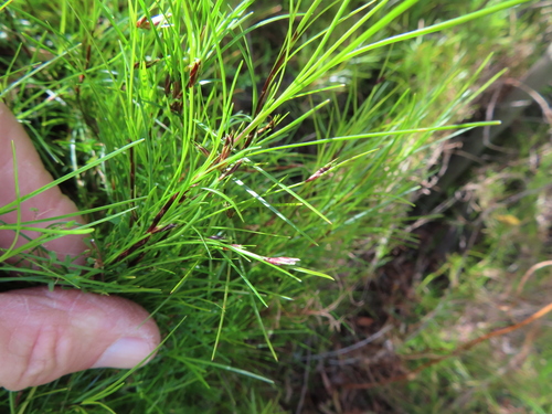 Shaggy Branch Clubrush (Ficinia trichodes)