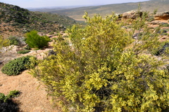 Struthiola leptantha
