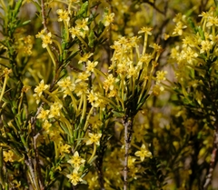 Struthiola leptantha