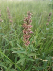 Lythrum salicaria