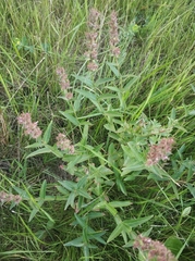 Lythrum salicaria