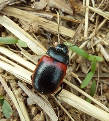 Chrysolina limbata
