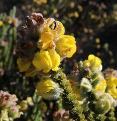 Aspalathus triquetra