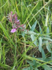 Lythrum salicaria