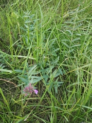 Lythrum salicaria