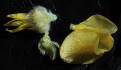 Aspalathus triquetra