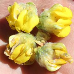 Aspalathus triquetra