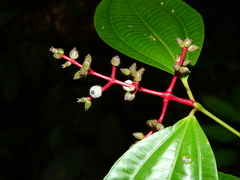 Miconia lateriflora