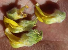 Aspalathus triquetra