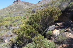 Aspalathus triquetra