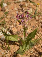 Cyanella cygnea