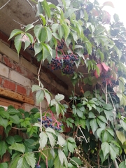 Parthenocissus inserta