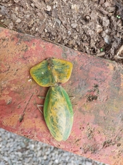 Choeradodis rhombicollis