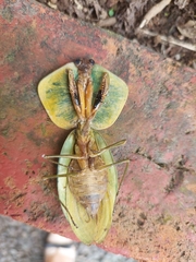 Choeradodis rhombicollis