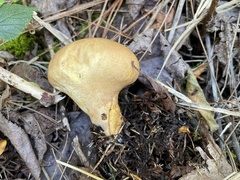 Calvatia boninensis