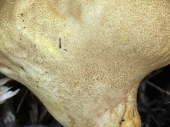 Calvatia boninensis