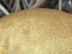 Calvatia boninensis