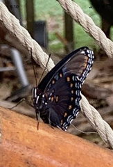 Limenitis arthemis astyanax