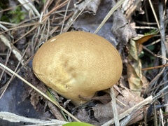 Calvatia boninensis
