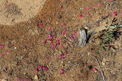 Indigofera capillaris