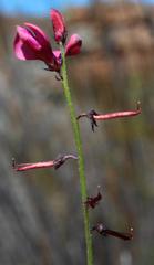 Indigofera capillaris