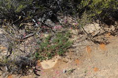 Indigofera capillaris