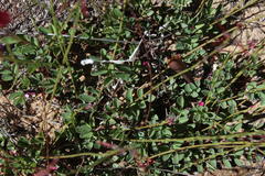 Indigofera capillaris