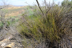 Restio sieberi
