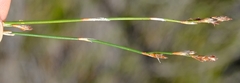 Restio sieberi