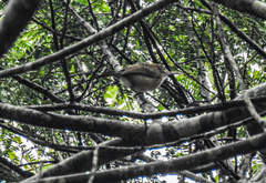 Ramphocaenus melanurus