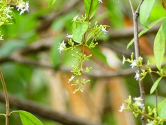 Ichnocarpus frutescens