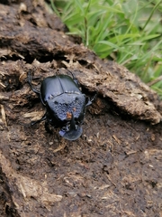 Phanaeus quadridens