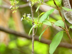 Ichnocarpus frutescens