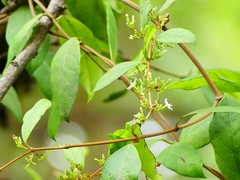 Ichnocarpus frutescens