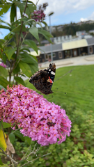 Vanessa atalanta